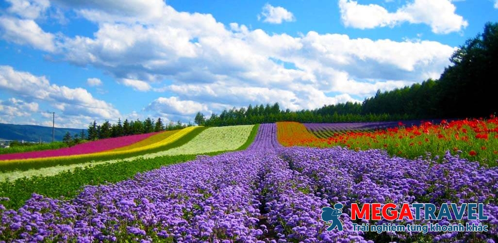 tour du lịch Đà Lạt 1 ngày city tour tốt nhất 3